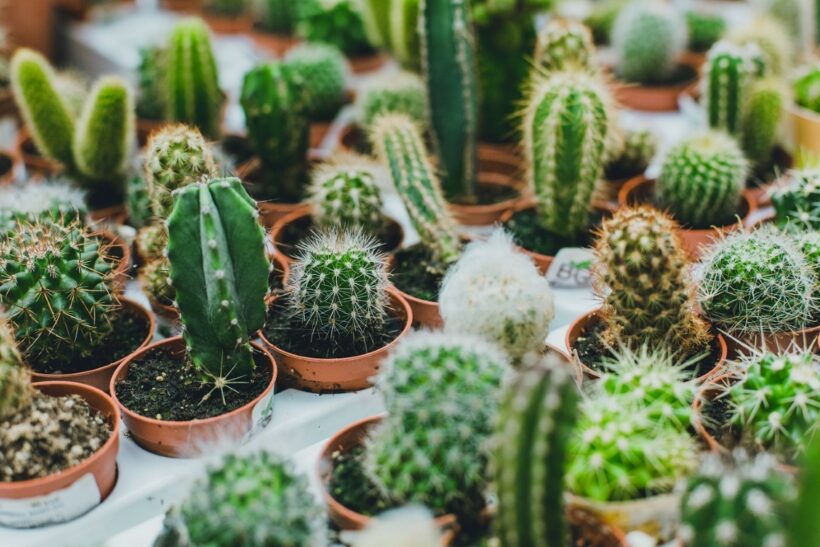 Soins pour mini cactus