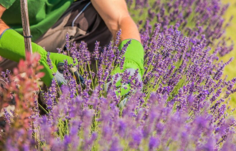 bouturer efficacement la lavande