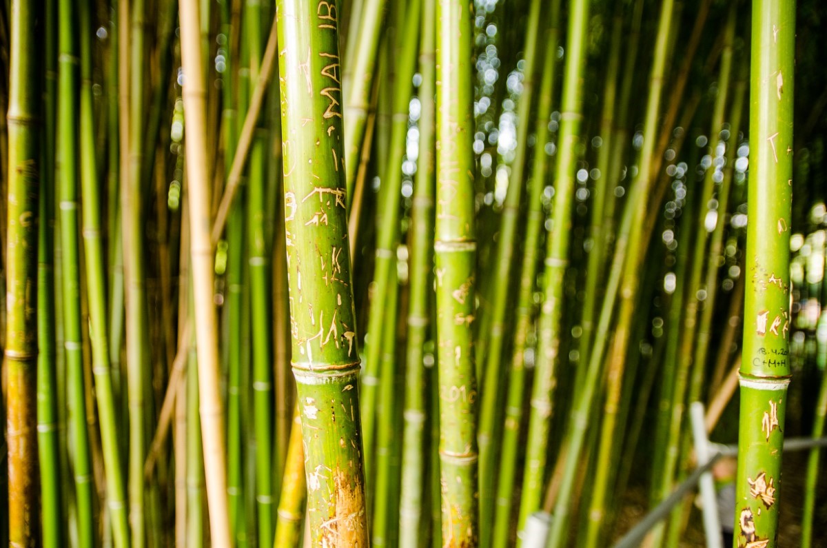 intégration du bambou