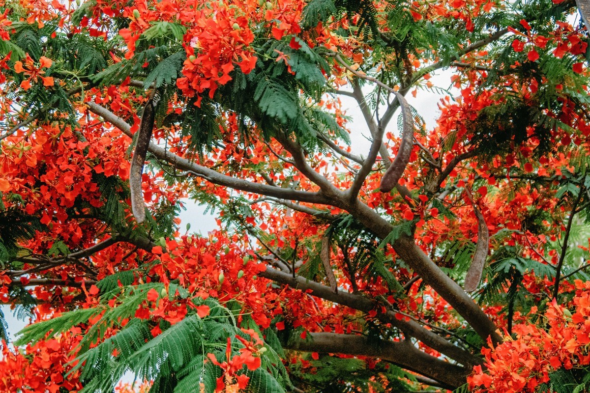 plantation d'un flamboyant