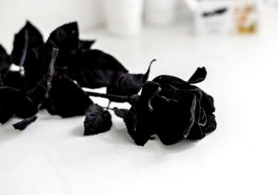 rose noire de Halfeti